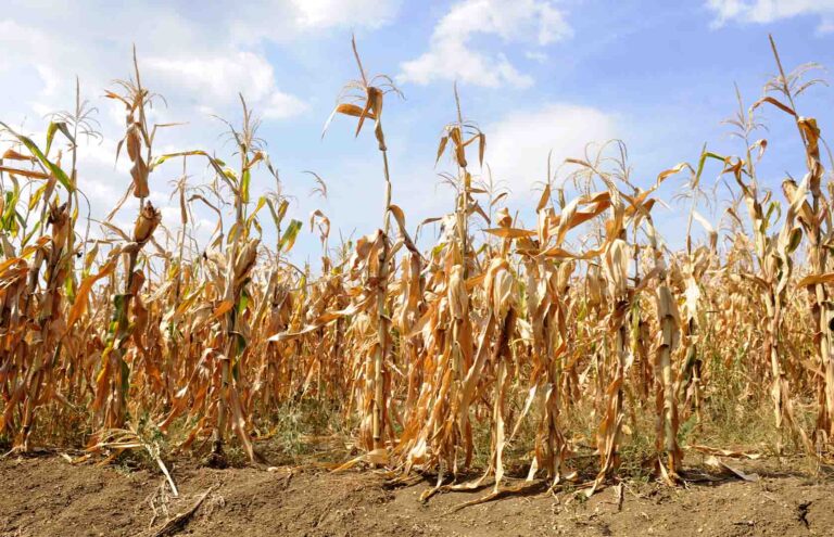 DROUGHT TO AFFECTED ZAMBIANS EXPORTS