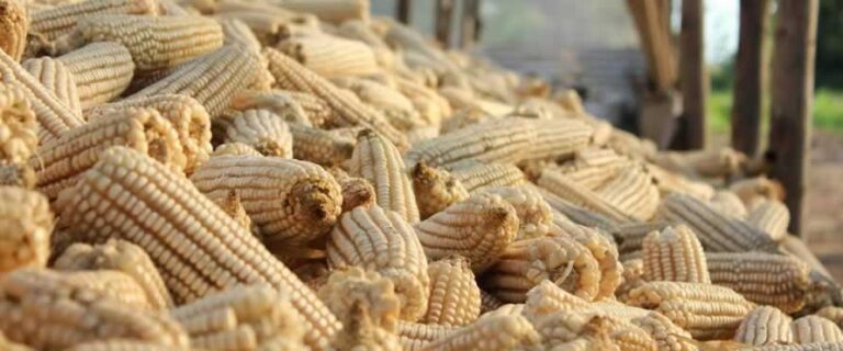 GOV’T CAUTIONED AGAINST MAIZE EXPORT