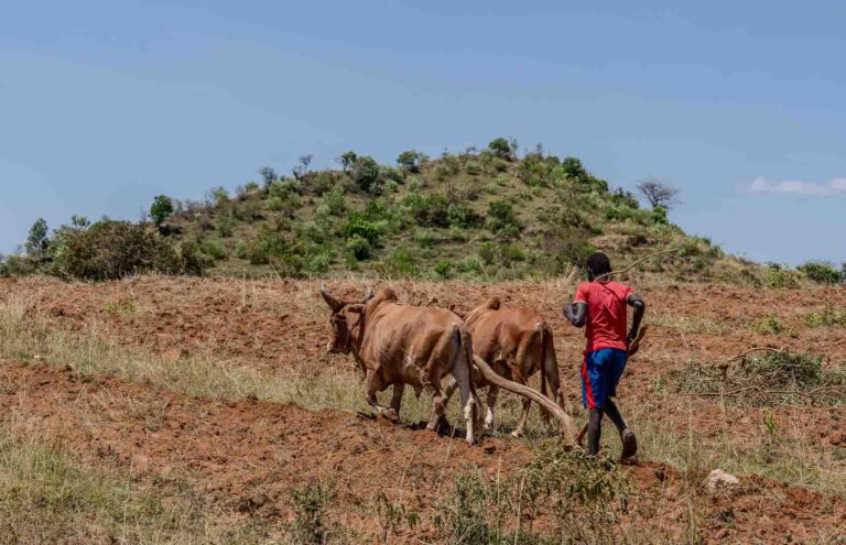 C4C TO VISIT ZAMBIA ON AGRICULTURE AND LIVESTOCK