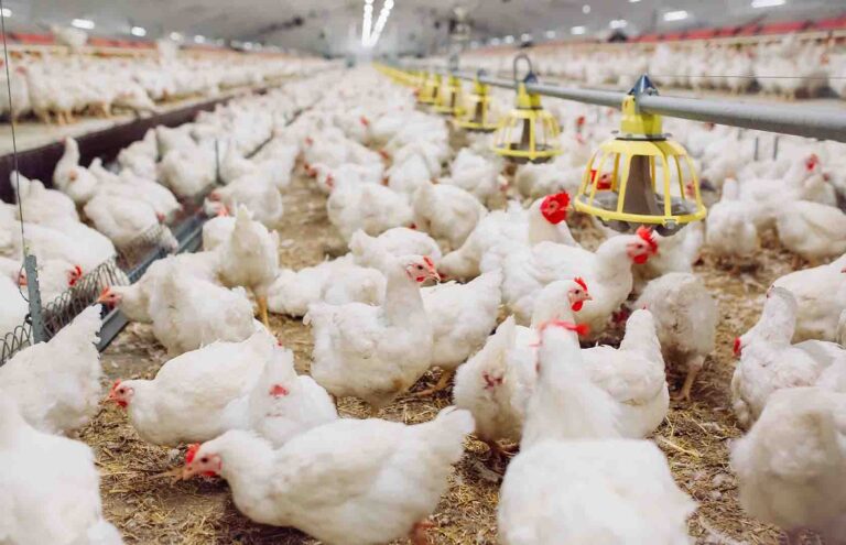 LOAD-SHADING AFFECTING POULTRY PRODUCT CONSUMPTION-PAZ