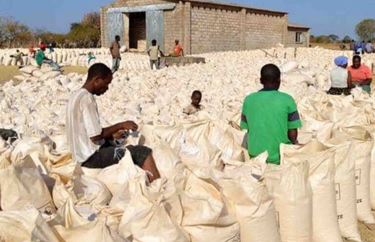 HALF A MILLION METRIC TONES OF MAIZE PURCHASED FROM LOCAL FARMERS