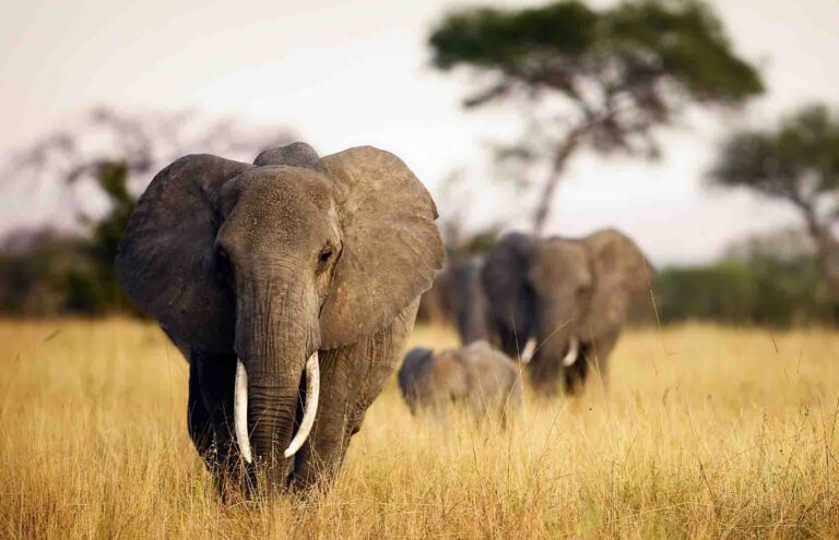 4 PEOPLE KILLED BY ELEPHANTS IN 4 DAYS