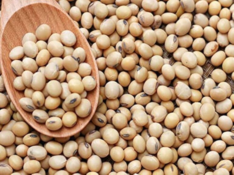 OIL REFINERS ANTICIPATE A DECLINE IN SOYA BEANS PRODUCE