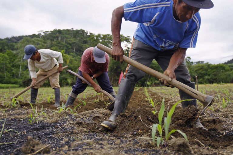 AGRICULTURE EXPERT URGED BANKS TO SUPPORT FARMERS