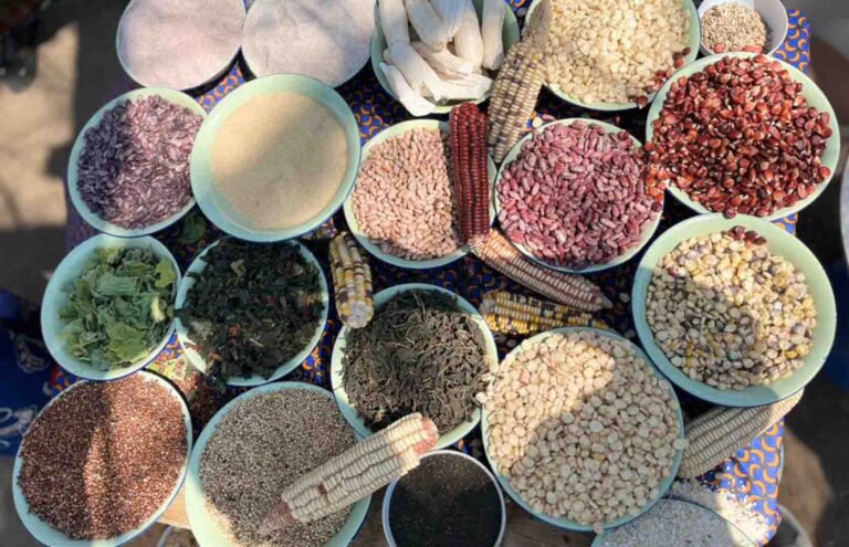 CTDT URGES FRA TO BUY ORGANIC LOCAL SEEDS