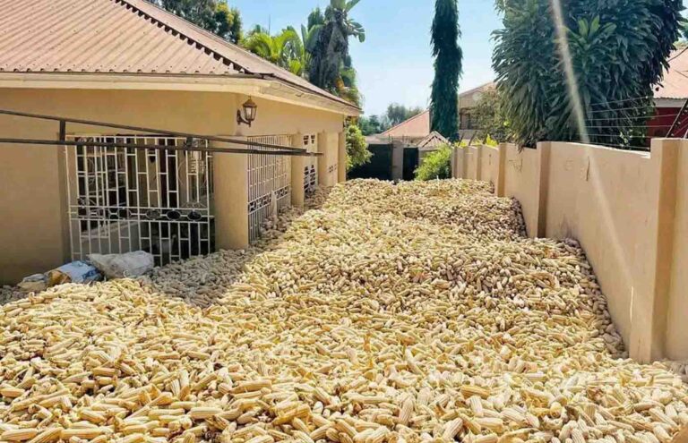 GRANT FARMERS EXPORT LICENSES TO BOOST EARNINGS – BULAYA